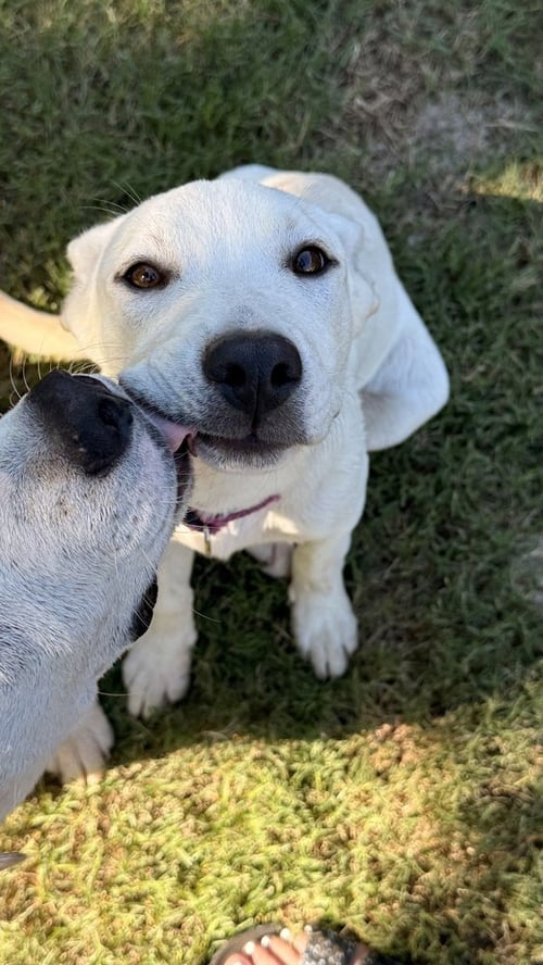 SIERRA JONES - Great Pyrenees available for adoption