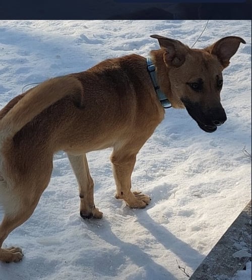 KONRAD - Black Mouth Cur available for adoption