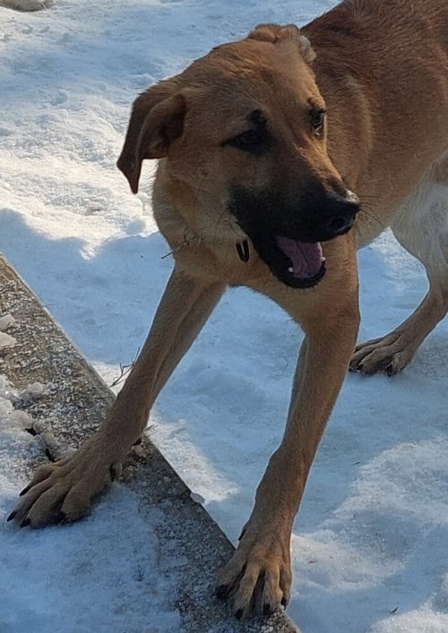 KONRAD - Black Mouth Cur available for adoption