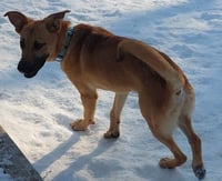 Konrad - Photo 4