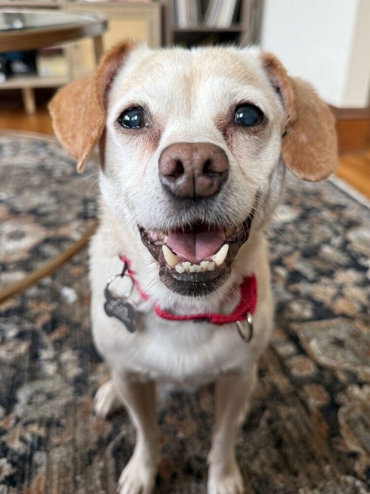 DAISY DIXIE - Chihuahua for adoption in Cambridge