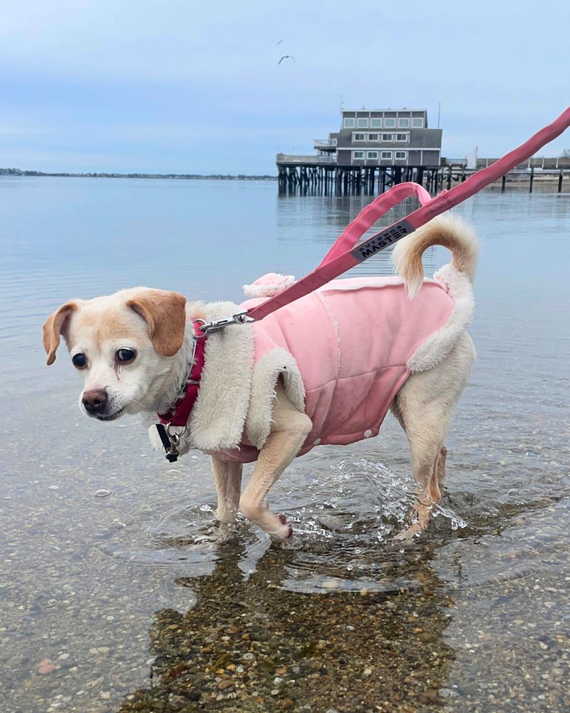 Daisy Dixie - Photo 2