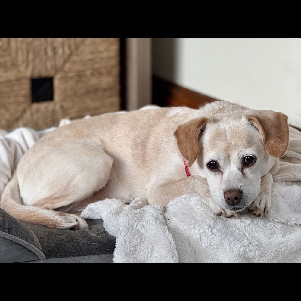 Daisy Dixie - Photo 4