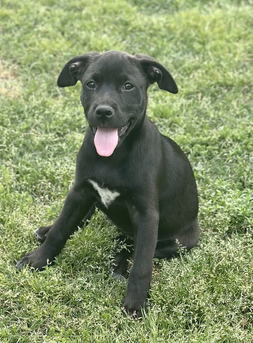 SKIPPER BUTTERFLY - Labrador Retriever available for adoption