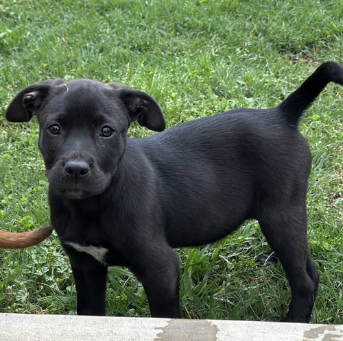 SKIPPER BUTTERFLY - Labrador Retriever available for adoption