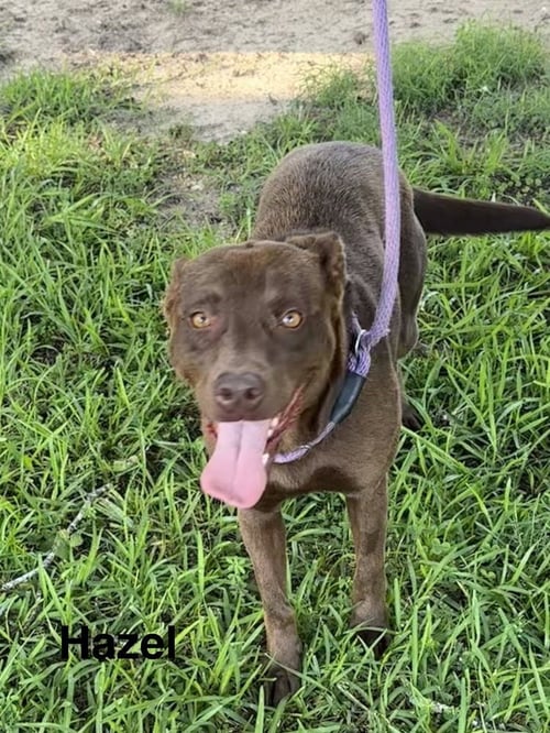HAZEL - Labrador Retriever available for adoption