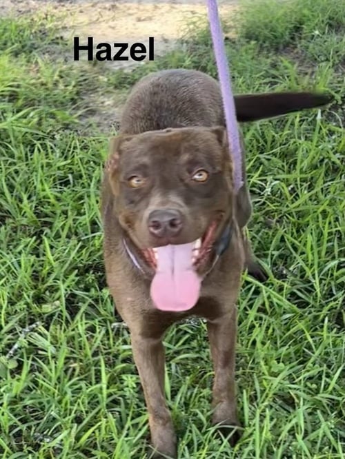 HAZEL - Labrador Retriever available for adoption
