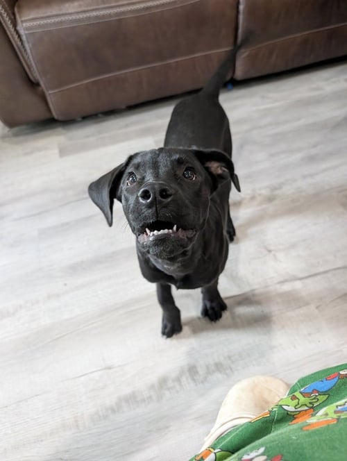 SCOUT REY - Labrador Retriever for adoption in Cambridge