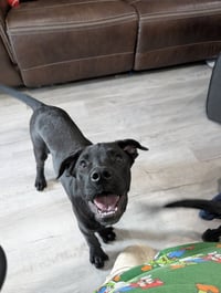Scout Rey - Photo 3