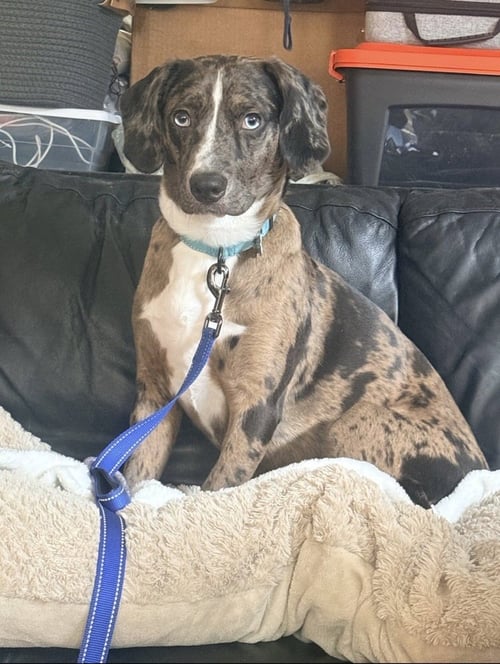 POE - Catahoula Leopard Dog available for adoption