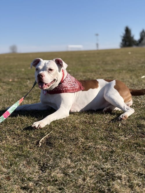 DRIP - Pit Bull Terrier for adoption in Cambridge