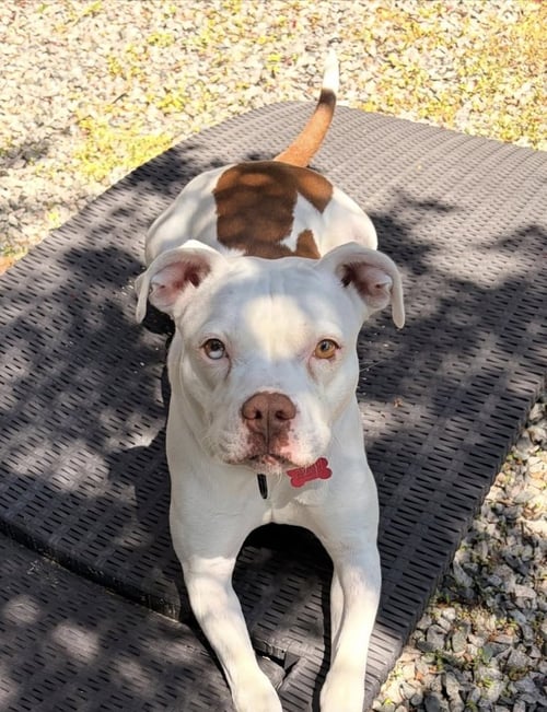 DRIP - Pit Bull Terrier available for adoption