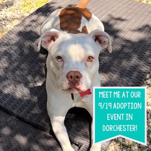 DRIP - Pit Bull Terrier for adoption in Boston