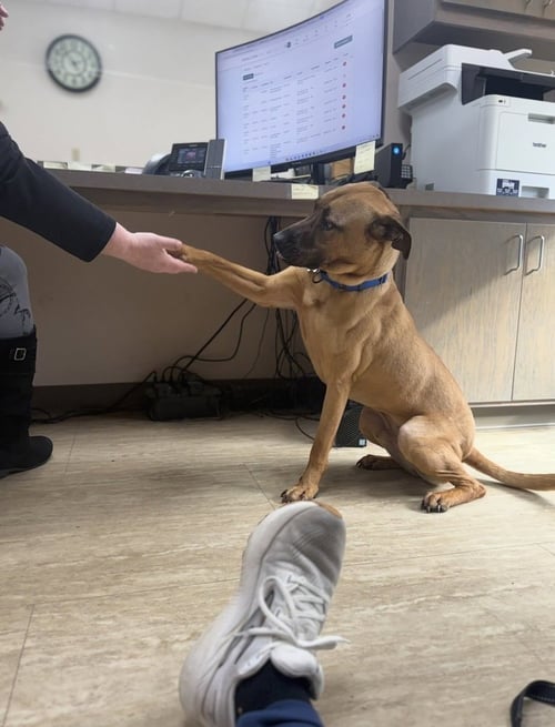 MEATLOAF - Mountain Cur available for adoption