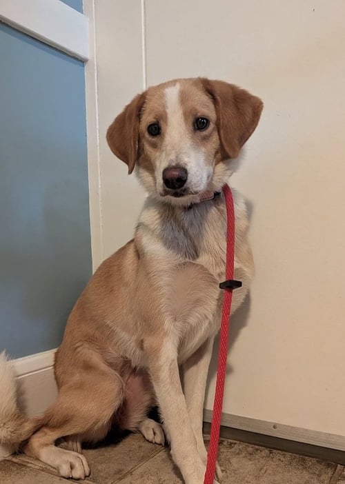 STRAWBERRY JAM - Collie for adoption in Boston