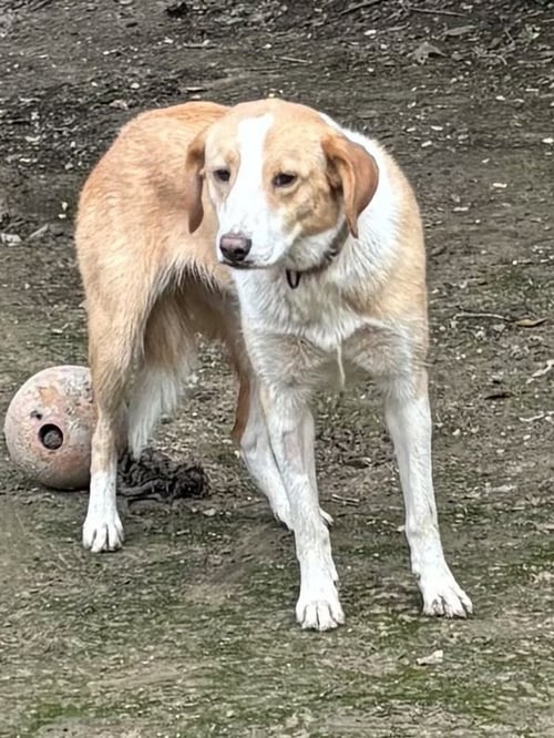 STRAWBERRY JAM - Collie available for adoption
