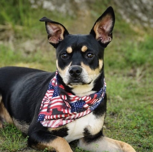 CHASE - Manchester Terrier for adoption in Boston