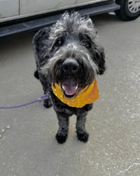 Toto - Photo 3