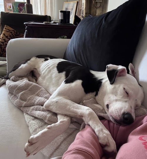 PIXEL - Border Collie available for adoption