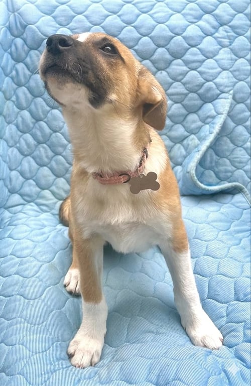 RACHEL PRESCHOOL - Mountain Cur available for adoption