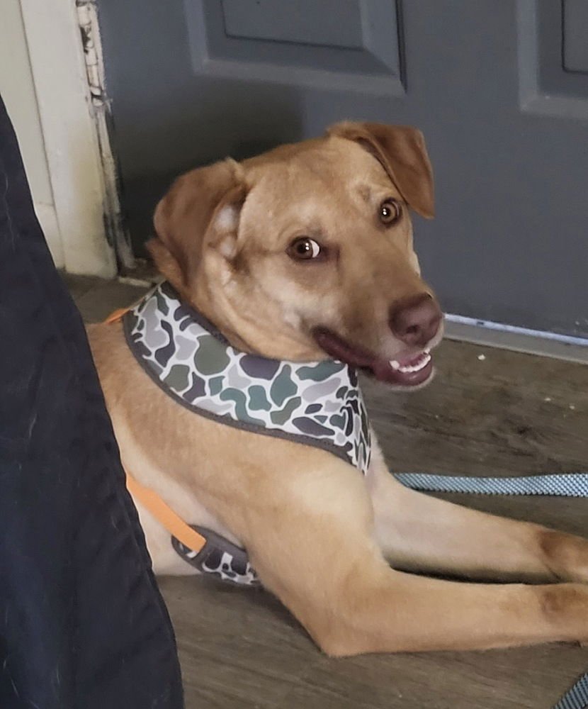 VAN JACKSON - Labrador Retriever for adoption in Cambridge