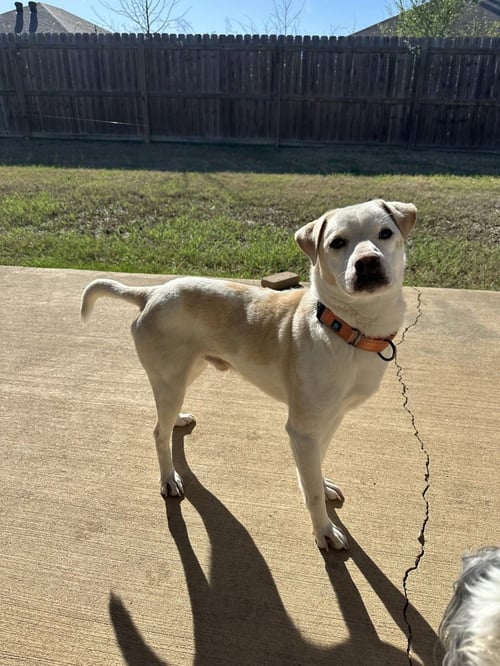 HOLLIS - Terrier available for adoption