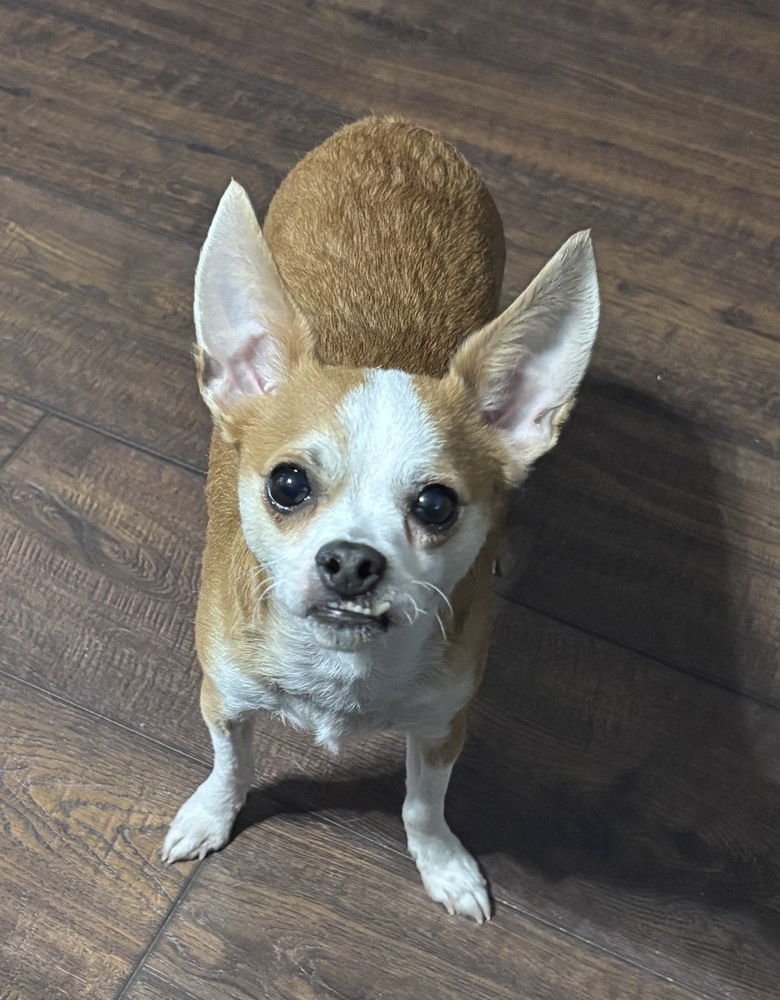 DUKE DUNKIN - Chihuahua available for adoption