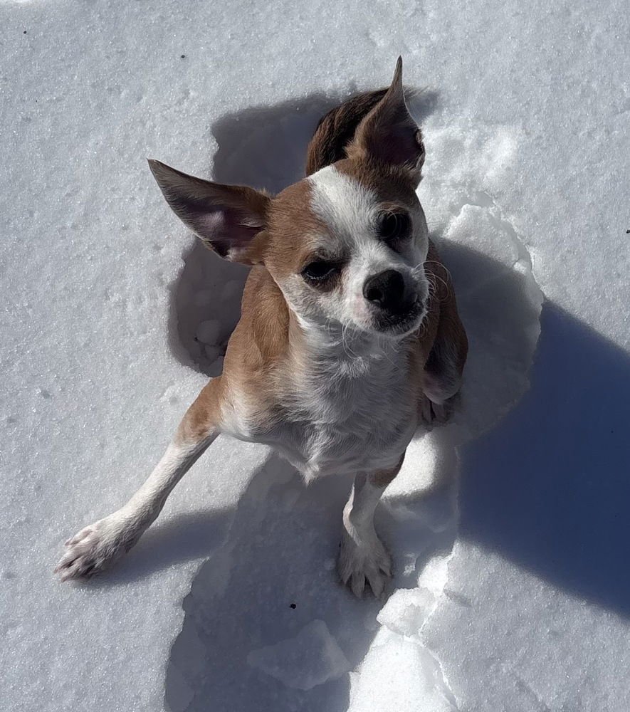 DUKE DUNKIN - Chihuahua available for adoption