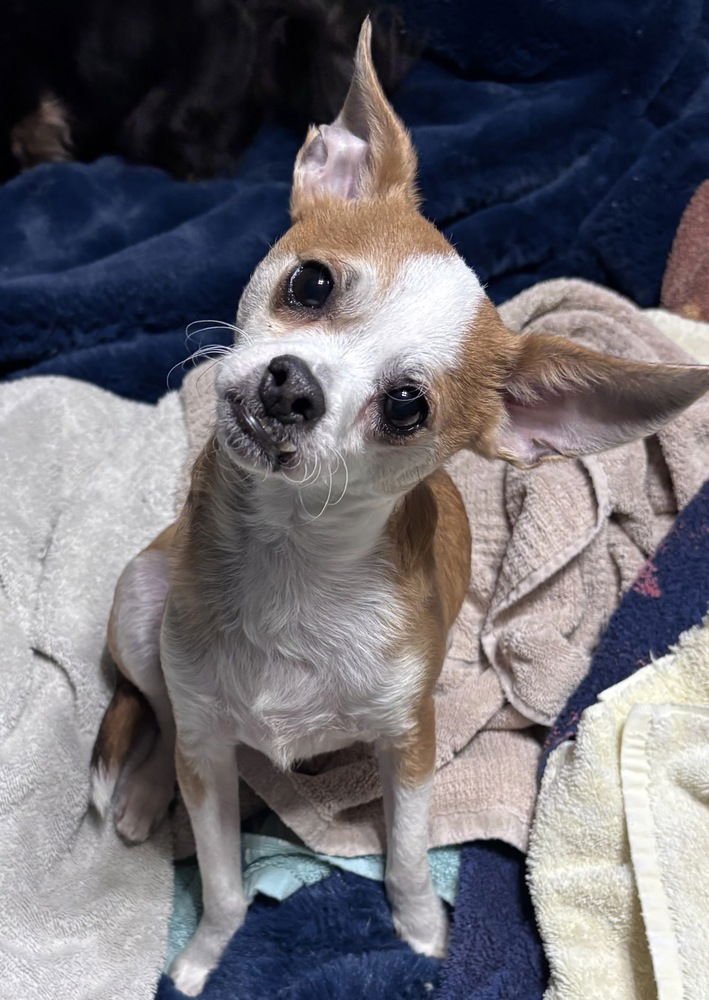 Duke Dunkin - Photo 4