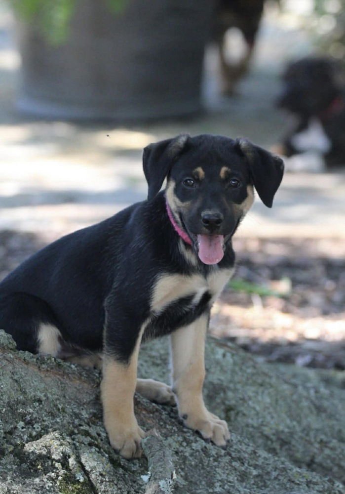 BASHFUL DWARF - Hound available for adoption