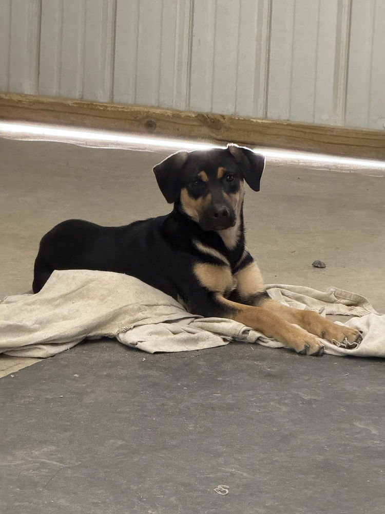 BASHFUL DWARF - Hound available for adoption