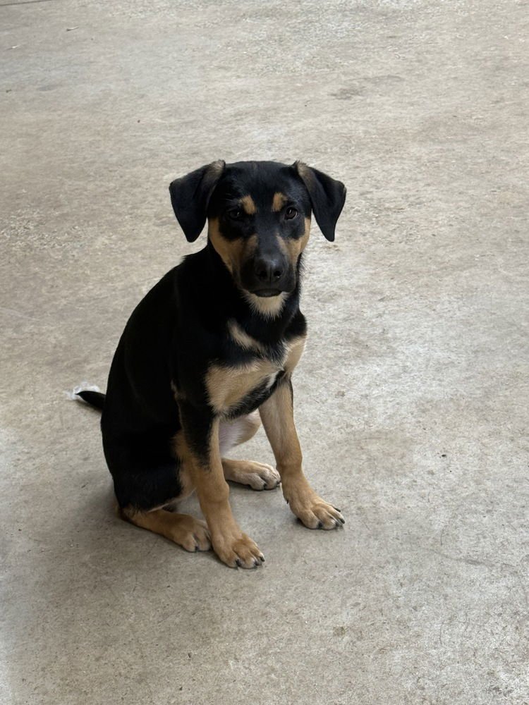 Bashful Dwarf - Photo 3