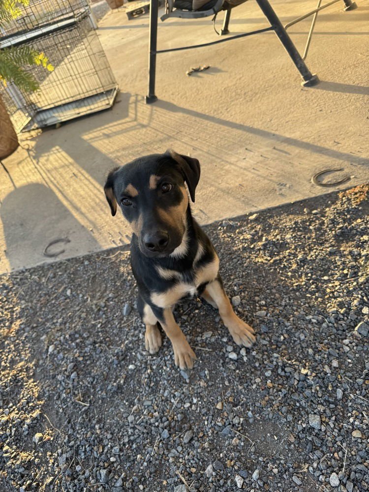 Bashful Dwarf - Photo 4