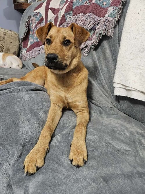 KIX - Hound for adoption in Cambridge