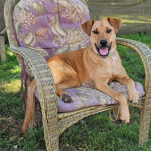 KIX - Hound for adoption in Cambridge