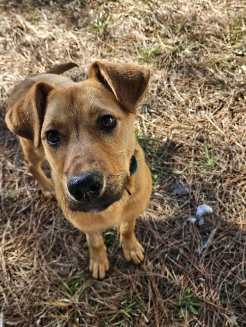 KIX - Hound available for adoption
