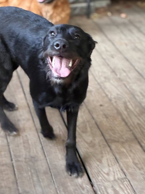 MILLIE - Unknown available for adoption