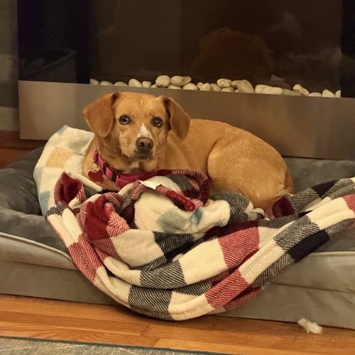 JUNE MYLAH - Hound available for adoption