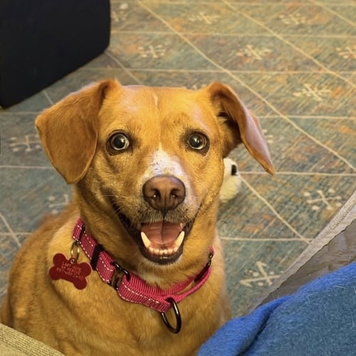 JUNE MYLAH - Hound for adoption in Cambridge