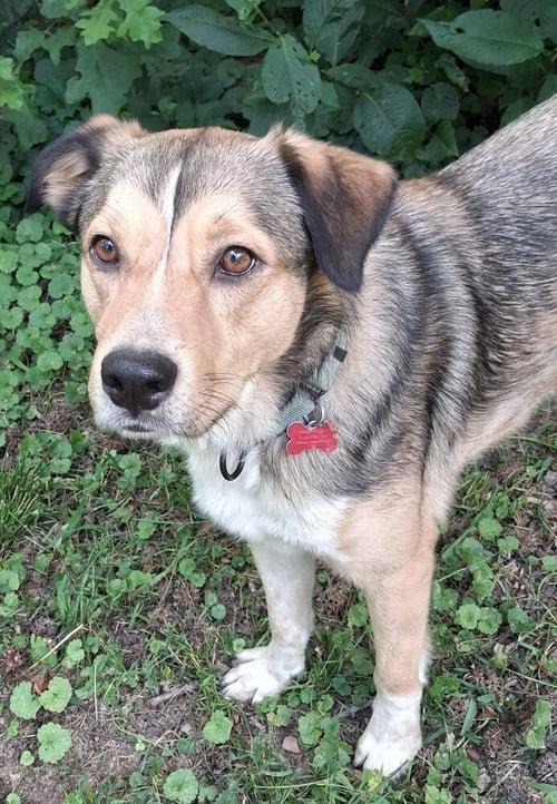 MATHIAS - Unknown available for adoption
