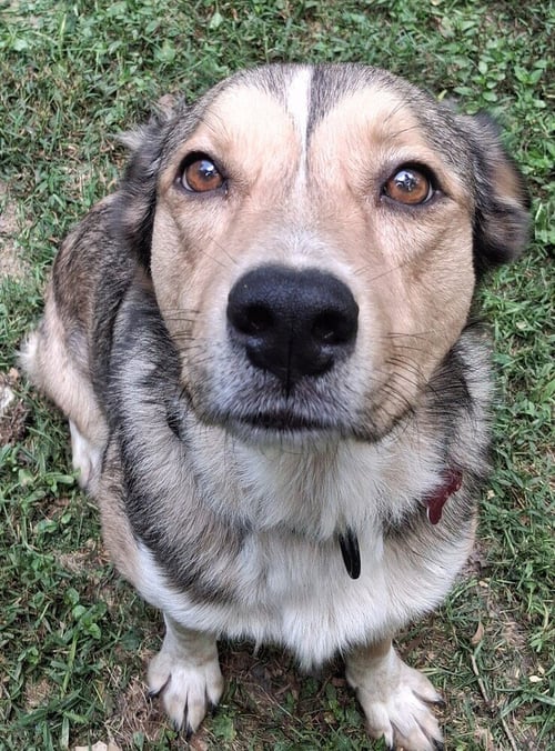 MATHIAS - Unknown available for adoption