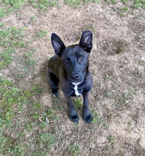 SCOUT FINCH - Australian Kelpie available for adoption