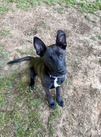 Scout Finch - Photo 2