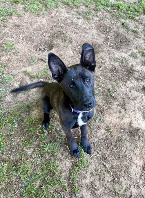 SCOUT FINCH - Australian Kelpie available for adoption