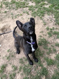 Scout Finch - Photo 4