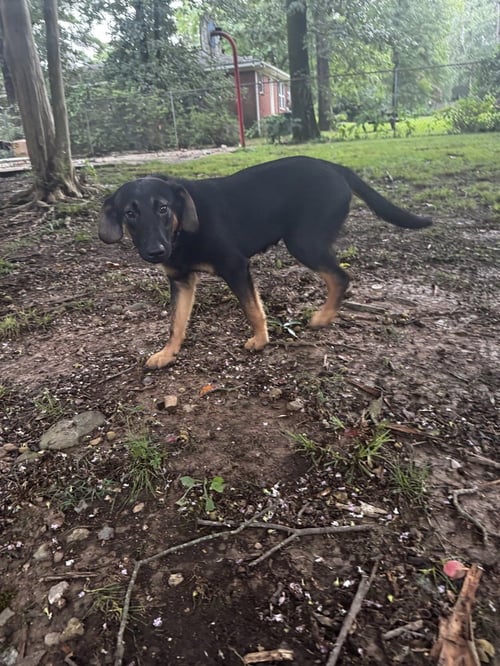 COLE FORTNITE - Labrador Retriever for adoption in Boston