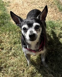 Banjo - Photo 1