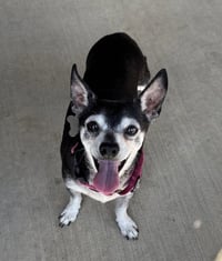 Banjo - Photo 3