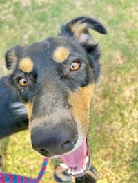 Bentley - Photo 4