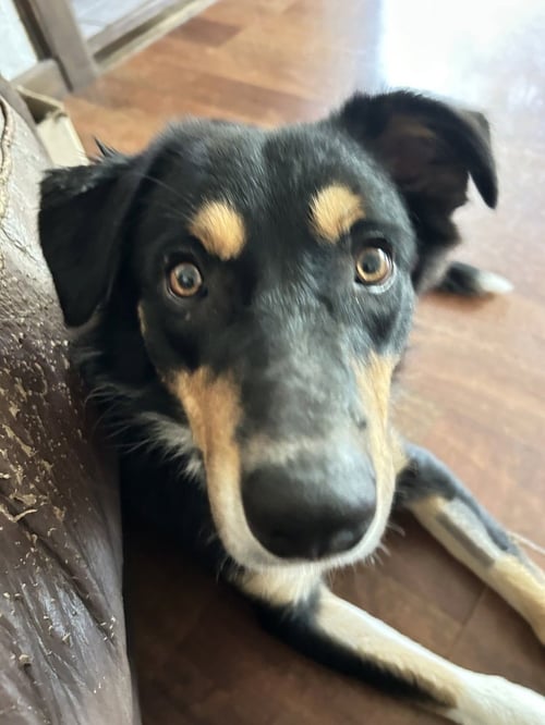 BENTLEY - Border Collie available for adoption
